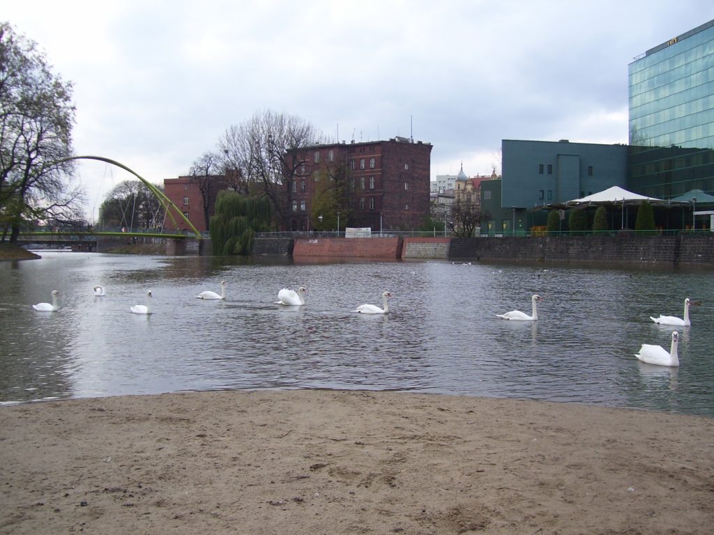 Łabędzie na Wyspie Bielarskiej