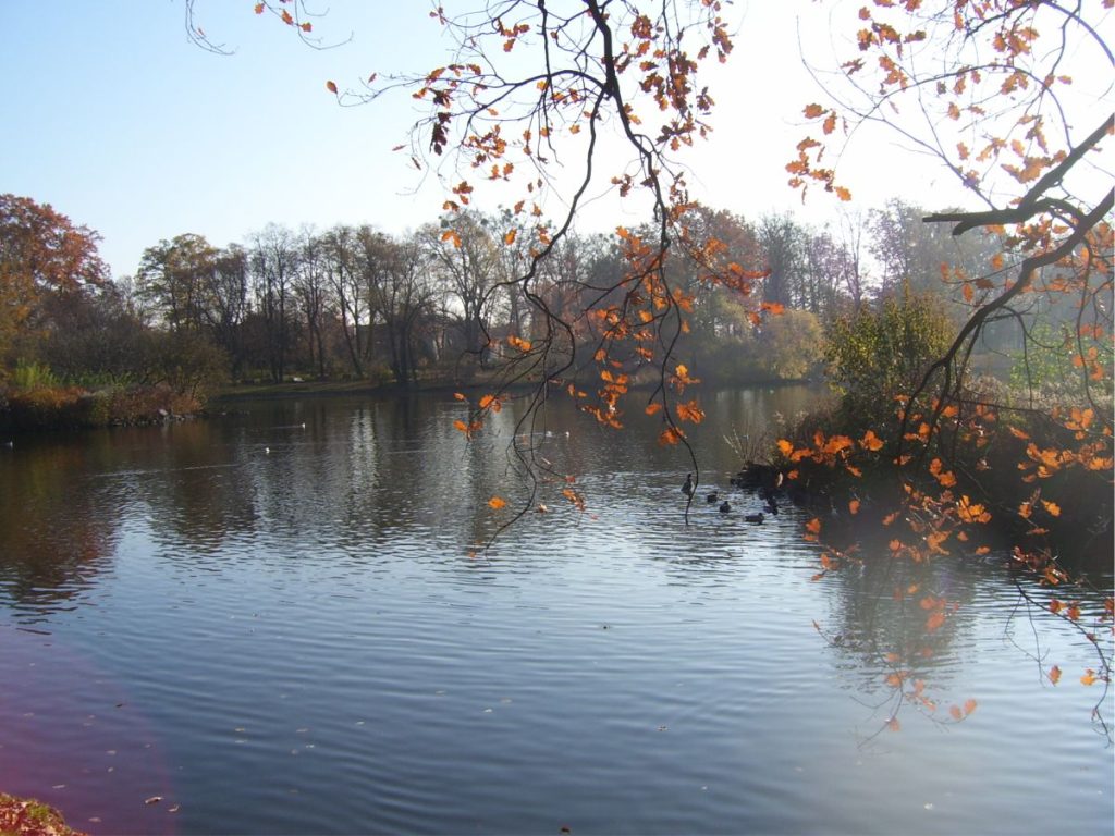 Staw w Parku Południowym