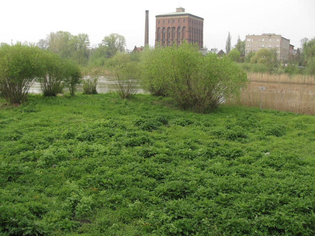 Kukułka i inne ptaszki