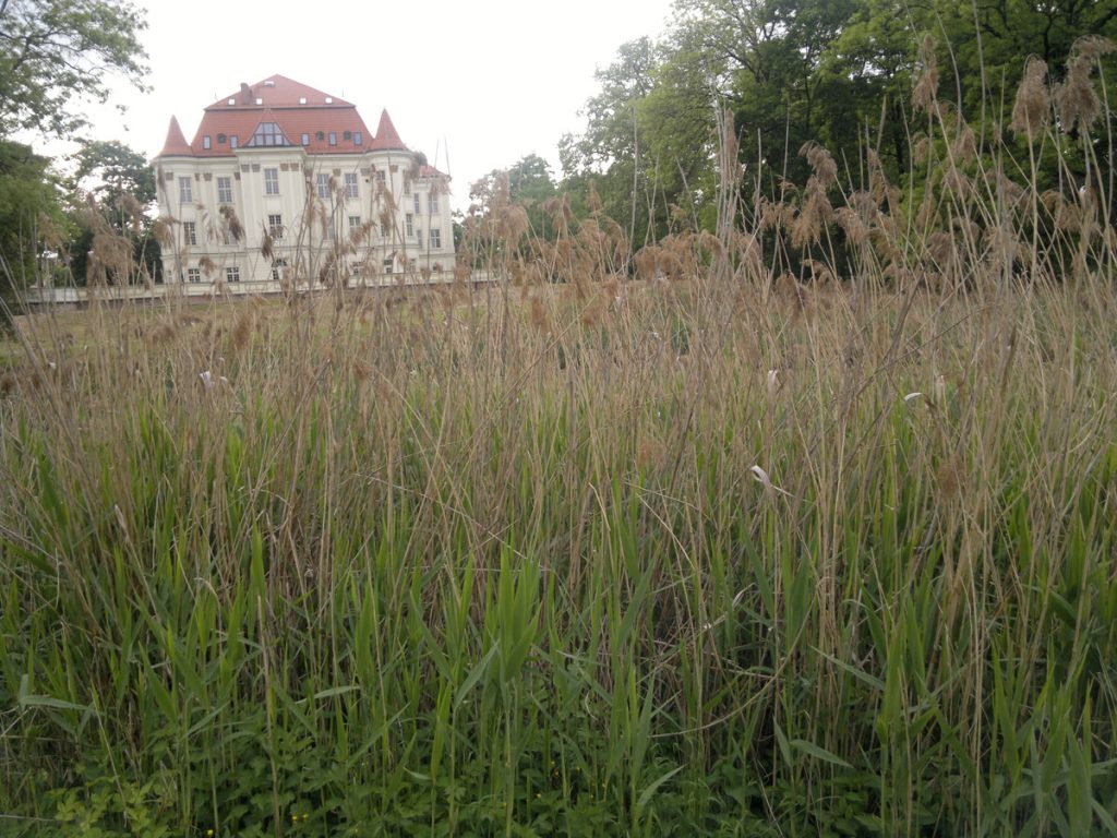 Nad stawem w Parku Leśnickim